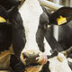 Dairy Cow Management